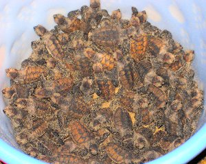 100 turtles hatchlings to be released Turtle hatchlings