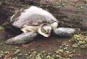 Hawksbill Turtle