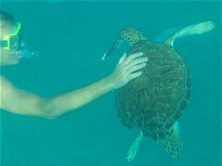 Barbados turtle