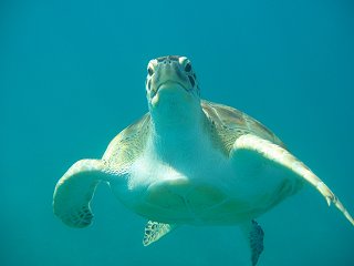 Swimming with the turtles in Barbados