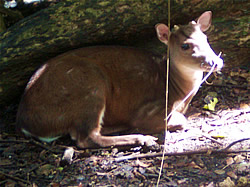 Deer
