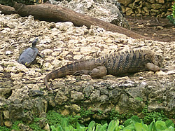 Iguana and turtle