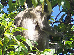 Monkey