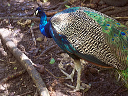 Peacock