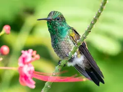 Spot local & migratory birds Spot local & migratory birds
