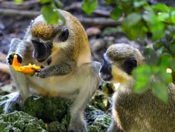 Meet michevious monkeys Meet michevious monkeys