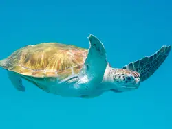 Swim with majestic turtles Swim with majestic turtles