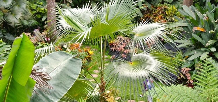 Explore tropical gardens Explore tropical gardens