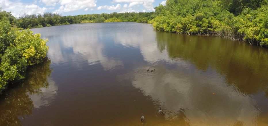 Discover the mangroves & birds