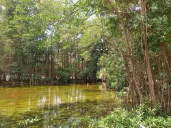 Mangroves Mangroves
