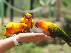 Parakeets Parakeets