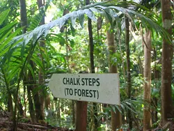 Coco Hill Forest Coco Hill Forest