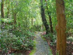 Grenade Hall Forest Grenade Hall Forest