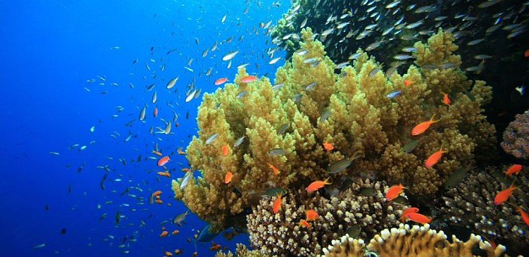 Underwater Barbados Barbados tours