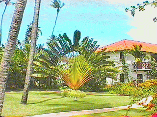 Travelers Tree/Palm