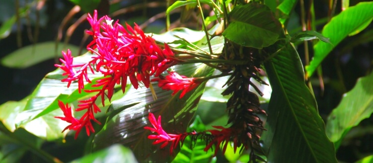 Flora in Welchman Hall Gully