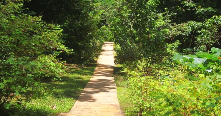 Pathway through Welchman Hall Gully