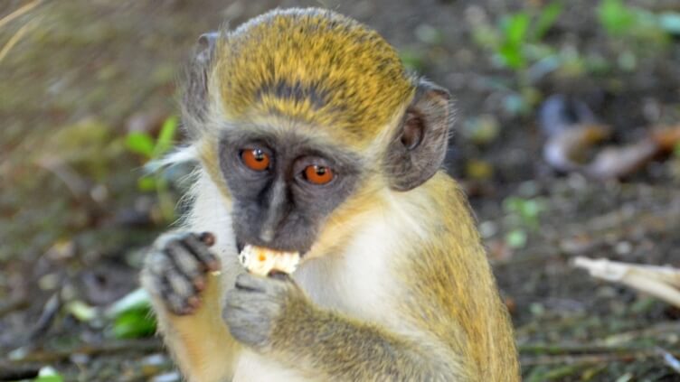 Baby monkey Baby monkey